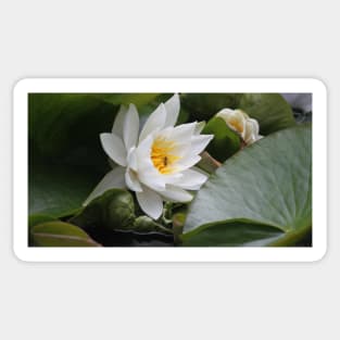 White Lily with Bee Sticker